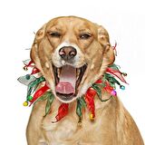 Köpek Lastikli Ponpon Yakalık Mopyo Zilli