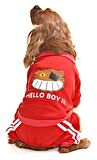 Küçük ve Orta Irk Köpek Pijama Tulum - Goba - Köpek Kıyafeti