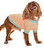Küçük ve Orta Irk Köpek Sweatshirt - Pabo - Köpek Kıyafeti