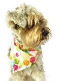Köpek Bandana / Danika