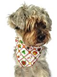 Köpek Bandana / Olger