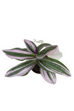 Nanouk Telgraf Çiçeği 10-20 cm Tradescantia Nanouk