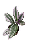 Nanouk Telgraf Çiçeği 10-20 cm Tradescantia Nanouk