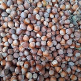 Kabuklu fındık 1 kg