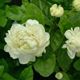 Mini Saksıda Parfüm Kokulu Katmerli Full Yasemin Çiçeği Fidanı (20-50 cm)