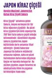 Japon Kirazı Esansiyel Uçucu Koku Yağı Buhurdanlık Yağı Difüzör Esansı Hobi Esans Ortam Oda 100ml