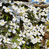 İthal Grandiflora Montana Beyaz Çiçeklli Clematis Orman Asması Çiçeği Fidanı (5-10 cm)