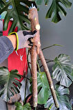 Vixpet Venty Doğal Şekilli Papağan Tüneği 57 cm | Macaw, Kakadu, Jako, Amazon, Alexander, Eklektus - T577
