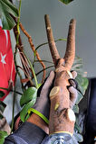 Vixpet Venty Doğal Şekilli Papağan Tüneği 57 cm | Macaw, Kakadu, Jako, Amazon, Alexander, Eklektus - T577