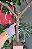 Vixpet Venty Duvar Tipi Dal Papağan Tüneği 59 cm | Sultan, Monk, Konur, Muhabbet, Forpus, Sevda, Kayık, Lori, Senegal, Rozella, Kakariki - M266