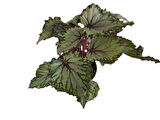 BEGONİA REX ASİAN ( REX BEGONYA )