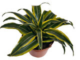 DRACAENA FRAGRANS LEMON LIME 