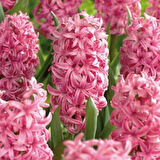 Yoğun Kokulu Pembe Pink Pearl Sümbül Soğanı (3 adet)