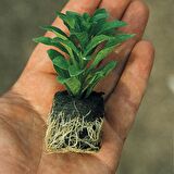 Mixed Yoğun Kokulu Gardenya Karışık Renkli Çiçekli Gardenya Fidesi Paper Potta (5 adet)