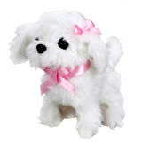 Sevimli Köpek Maltese