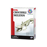 Timsah İskeleti Bilim Seti