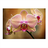 Pembe Orkide Çiçeği Model Ahşap Tablo 25cmX 35cm