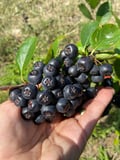 ARONYA ÖZÜ (250gr)