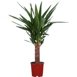 Yucca Bitkisi Tek Gövdeli 50-60cm
