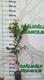 Yediveren Limon Ve Satsuma Mandalina Fidanı Paketi