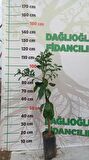 Yediveren Limon Ve Satsuma Mandalina Fidanı Paketi