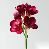 10 Adet Bordo Frezya Çiçeği Soğanı Katmerli Mis Kokulu