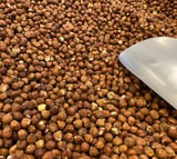 Yeni Harmancı Fındık İçi Çiğ İri Boy Giresun 500 Gr.
