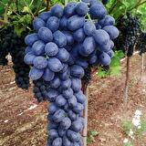 Kokulu Kurutmalık Pekmezlik Şaraplık Malbec Kan Üzümü Fidanı