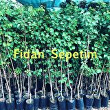 3 Yaş Aşılı Şekerpare Kayısı Fidanı *Yarı Bodur*