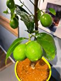 Yeşil Dekoratif Saksılı Limon Fidanı
