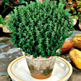 Nadir Fredo Strong  Dik Güçlü Gelişen Kekik Fidesi (1 adet)