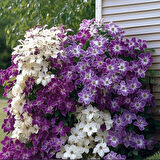 Multi Çiçekli Soğuklara Dayanıklı Mixed Clematis Orman Asması Çiçeği Fidanı Paketi (3 adet)