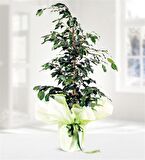 Ficus Benjamin
