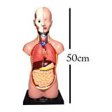 İnsan Vücudu Maketi Büyük Boy 50 cm