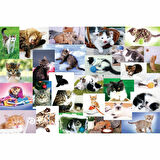 Eğitici Oyuncak 17332 Trefl/60 PUZZLE CATS WORLD YAPBOZ Kız Erkek Çocuk Eğiticil