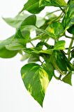 Scindapsus Ev Sarmaşığı - Askılı Saksıda Canlı Salon Bitkisi 70 - 90 cm