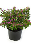 Kufeya Cennet Çiçeği Cuphea Hyssopifolia 10-20 Cm Saksılı Mor Pembe 