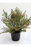 Kufeya Cennet Çiçeği Cuphea Hyssopifolia 10-20 Cm Saksılı Mor Pembe 