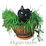 Kedi çimi ; doğal arpa buhday tohumu toprak ve saksı ile ekime hazır set.