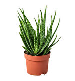 Tüketilebilir Aloevera, Küçük Boy, Torbada