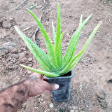 Tüketilebilir Aloevera, Küçük Boy, Torbada