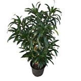 Dracaena Reflexa 'Song of Jamaica'