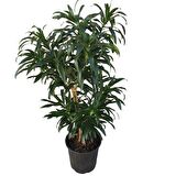 Dracaena Reflexa 'Song of Jamaica'