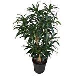 Dracaena Reflexa 'Song of Jamaica'
