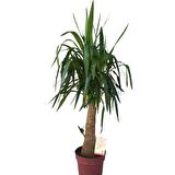 Fil Ayaklı Yucca Ağacı (Yucca Elephantipes) 