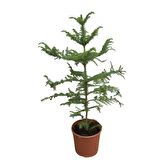 Salon Çamı Arokarya Araucaria (70 Cm)