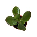 CRASSULA OVATA SUNSET - PARA AĞACI - MİNİ BOY (5,5 luk)