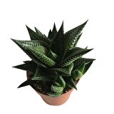 Haworthia Limifolia (8,5cm lik Saksıda Bol Yavrulu)