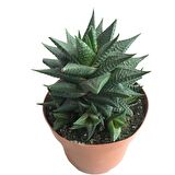 Haworthia Limifolia -12 lik