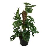 MONSTERA OBLİQUA - Sarmaşık Cins Deve Tabanı 80-100 cm